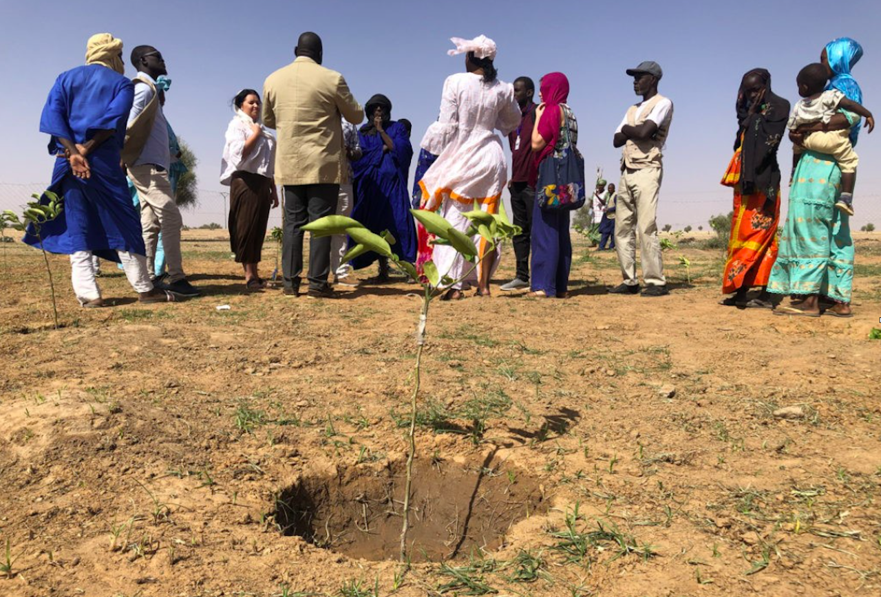 Kuva Mauritaniassa istutetusta hedelmäpuusta: Heli Vuohelainen